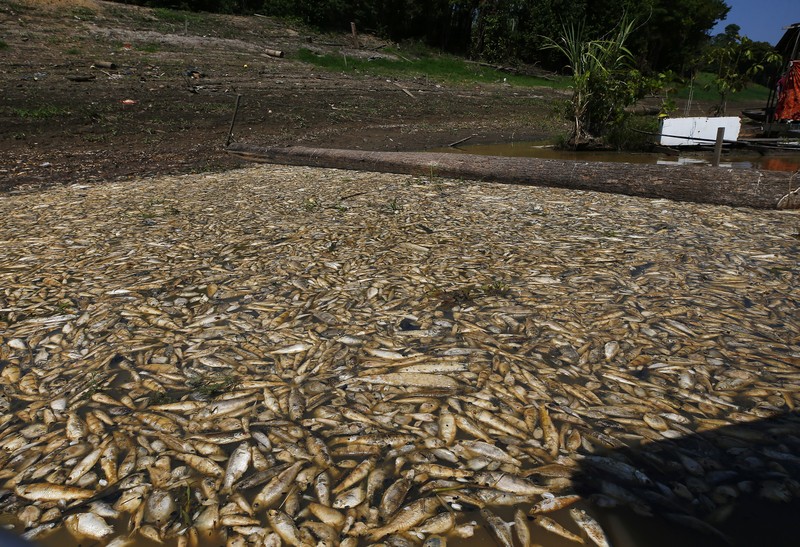 Foto udara menujukkan sebagian Sungai Amazon yang terkena dampak kekeringan parah di negara bagian Amazonas, dekat Manacapuru, Brasil, Rabu, 27 September 2023. (AP Photo/Edmar Barros) Foto udara menujukkan sebagian Sungai Amazon yang terkena dampak kekeringan parah di negara bagian Amazonas, dekat Manacapuru, Brasil, Rabu, 27 September 2023. (AP Photo/Edmar Barros)