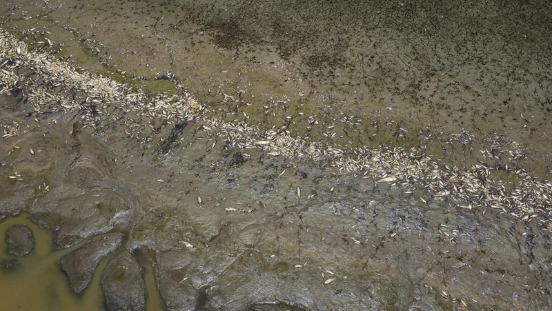 Foto udara menujukkan sebagian Sungai Amazon yang terkena dampak kekeringan parah di negara bagian Amazonas, dekat Manacapuru, Brasil, Rabu, 27 September 2023. (AP Photo/Edmar Barros)