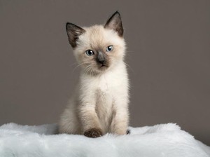 7 Fakta Menarik Tentang Kucing, Benarkah Keturunan Harimau?