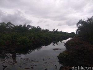 PT Kallista Alam Akhirnya Lunasi Ganti Rugi Karhutla Rp 114 M