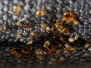 Kasus Kutu Busuk di Korsel Mulai Ngegas, Ini Awal Mulanya