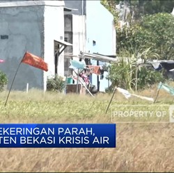 Video: Alami Kekeringan Parah, Kabupaten Bekasi Krisis Air