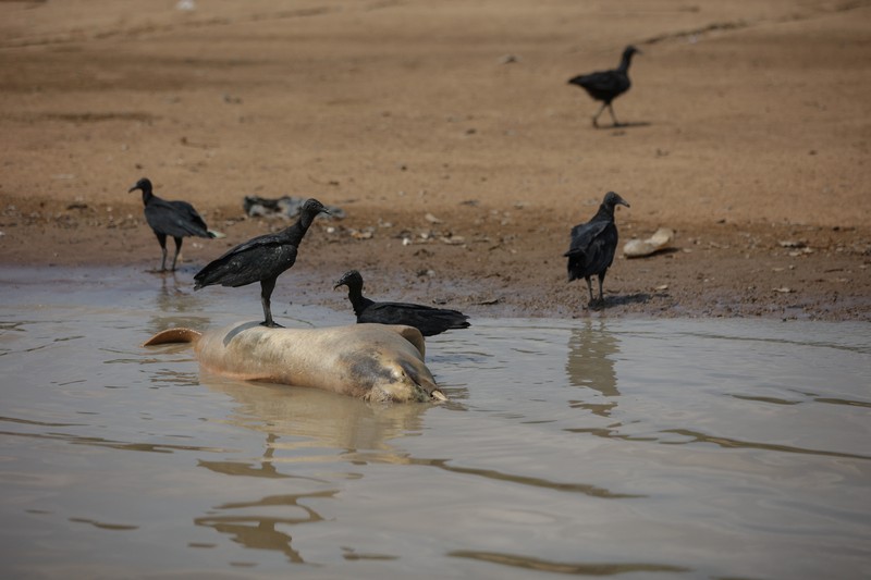 Seorang peneliti dari Institut Pembangunan Berkelanjutan Mamiraua mengambil lumba-lumba mati dari danau Tefe, aliran sungai Solimoes yang terkena dampak suhu tinggi dan kekeringan di Tefe, negara bagian Amazonas, Brasil, 2 Oktober 2023. (REUTERS/Bruno Kelly)