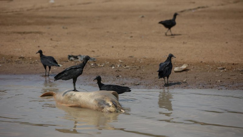 Seorang peneliti dari Institut Pembangunan Berkelanjutan Mamiraua mengambil lumba-lumba mati dari danau Tefe, aliran sungai Solimoes yang terkena dampak suhu tinggi dan kekeringan di Tefe, negara bagian Amazonas, Brasil, 2 Oktober 2023. (REUTERS/Bruno Kelly)