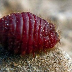 Muncul Virus Baru, Ini 7 Virus Mematikan dari China,