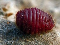 Muncul Virus Baru, Ini 7 Virus Mematikan dari China,