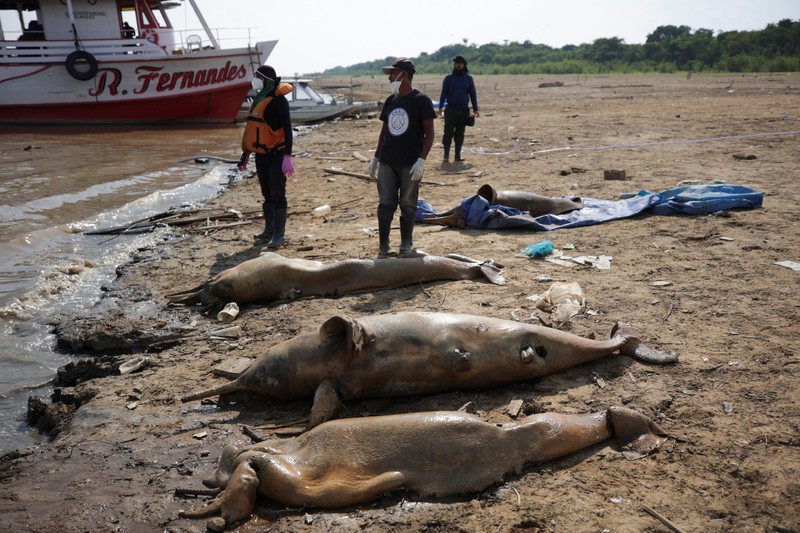 Seorang peneliti dari Institut Pembangunan Berkelanjutan Mamiraua mengambil lumba-lumba mati dari danau Tefe, aliran sungai Solimoes yang terkena dampak suhu tinggi dan kekeringan di Tefe, negara bagian Amazonas, Brasil, 2 Oktober 2023. Seorang peneliti dari Institut Pembangunan Berkelanjutan Mamiraua mengambil lumba-lumba mati dari danau Tefe, aliran sungai Solimoes yang terkena dampak suhu tinggi dan kekeringan di Tefe, negara bagian Amazonas, Brasil, 2 Oktober 2023. (REUTERS/Bruno Kelly)