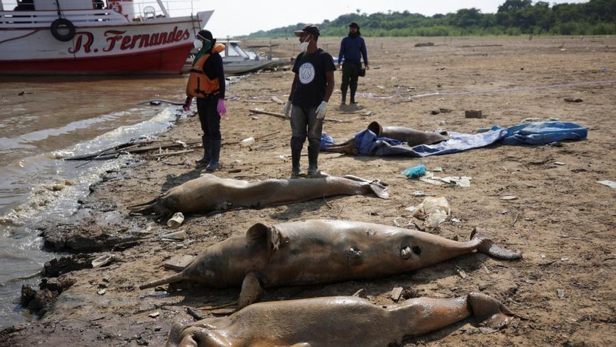 Para peneliti dari Institut Pembangunan Berkelanjutan Mamiraua mengambil lumba-lumba mati dari danau Tefe, aliran sungai Solimoes yang terkena dampak suhu tinggi dan kekeringan di Tefe, negara bagian Amazonas, Brasil, 2 Oktober 2023. (REUTERS/Bruno Kelly)