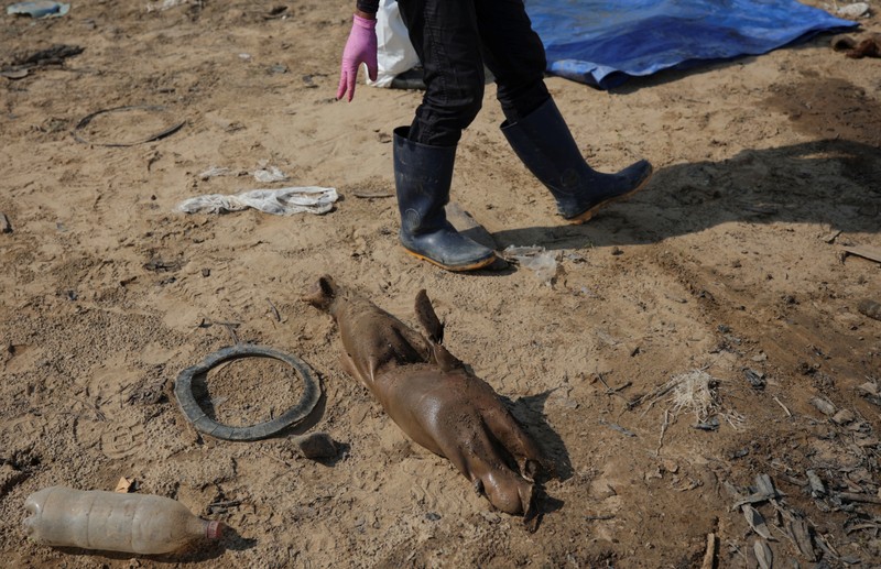 Seorang peneliti dari Institut Pembangunan Berkelanjutan Mamiraua mengambil lumba-lumba mati dari danau Tefe, aliran sungai Solimoes yang terkena dampak suhu tinggi dan kekeringan di Tefe, negara bagian Amazonas, Brasil, 2 Oktober 2023. Seorang peneliti dari Institut Pembangunan Berkelanjutan Mamiraua mengambil lumba-lumba mati dari danau Tefe, aliran sungai Solimoes yang terkena dampak suhu tinggi dan kekeringan di Tefe, negara bagian Amazonas, Brasil, 2 Oktober 2023. (REUTERS/Bruno Kelly)
