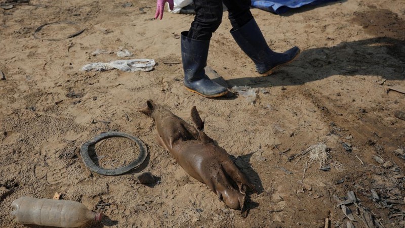 Seorang peneliti dari Institut Pembangunan Berkelanjutan Mamiraua mengambil lumba-lumba mati dari danau Tefe, aliran sungai Solimoes yang terkena dampak suhu tinggi dan kekeringan di Tefe, negara bagian Amazonas, Brasil, 2 Oktober 2023. (REUTERS/Bruno Kelly)