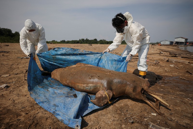 Seorang peneliti dari Institut Pembangunan Berkelanjutan Mamiraua mengambil lumba-lumba mati dari danau Tefe, aliran sungai Solimoes yang terkena dampak suhu tinggi dan kekeringan di Tefe, negara bagian Amazonas, Brasil, 2 Oktober 2023. Seorang peneliti dari Institut Pembangunan Berkelanjutan Mamiraua mengambil lumba-lumba mati dari danau Tefe, aliran sungai Solimoes yang terkena dampak suhu tinggi dan kekeringan di Tefe, negara bagian Amazonas, Brasil, 2 Oktober 2023. (REUTERS/Bruno Kelly)