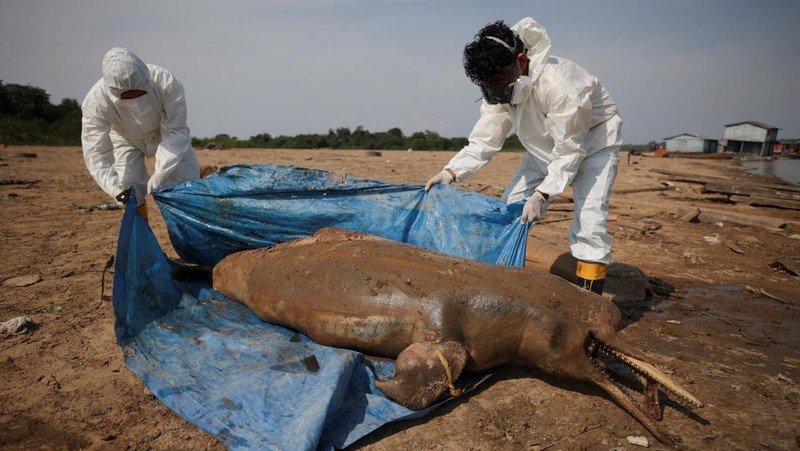 Seorang peneliti dari Institut Pembangunan Berkelanjutan Mamiraua mengambil lumba-lumba mati dari danau Tefe, aliran sungai Solimoes yang terkena dampak suhu tinggi dan kekeringan di Tefe, negara bagian Amazonas, Brasil, 2 Oktober 2023. (REUTERS/Bruno Kelly)