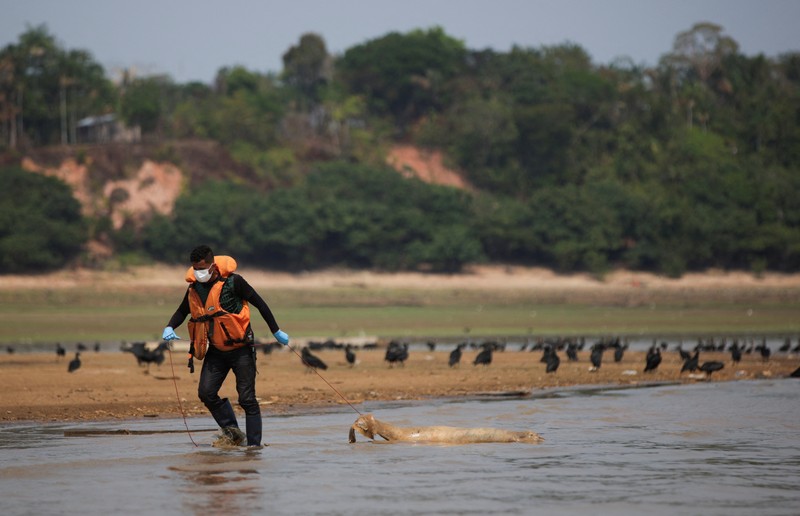 Seorang peneliti dari Institut Pembangunan Berkelanjutan Mamiraua mengambil lumba-lumba mati dari danau Tefe, aliran sungai Solimoes yang terkena dampak suhu tinggi dan kekeringan di Tefe, negara bagian Amazonas, Brasil, 2 Oktober 2023. Seorang peneliti dari Institut Pembangunan Berkelanjutan Mamiraua mengambil lumba-lumba mati dari danau Tefe, aliran sungai Solimoes yang terkena dampak suhu tinggi dan kekeringan di Tefe, negara bagian Amazonas, Brasil, 2 Oktober 2023. (REUTERS/Bruno Kelly)