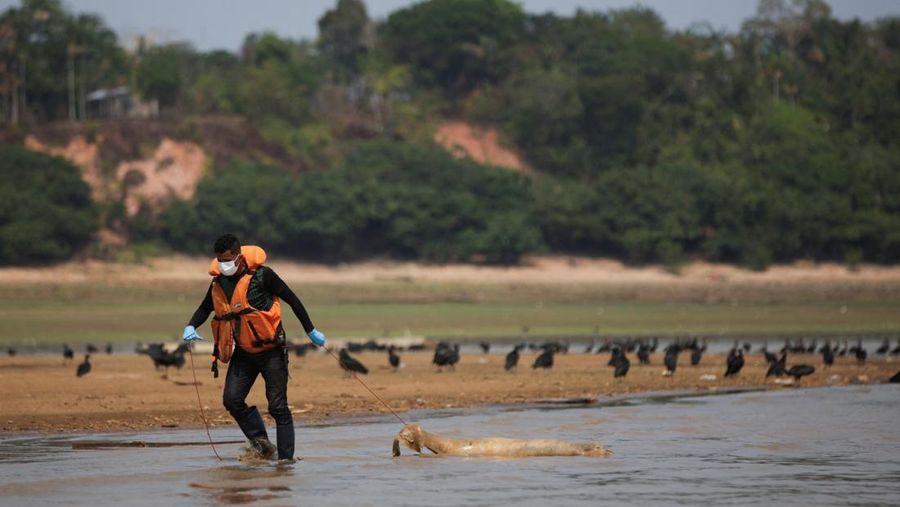 Seorang peneliti dari Institut Pembangunan Berkelanjutan Mamiraua mengambil lumba-lumba mati dari danau Tefe, aliran sungai Solimoes yang terkena dampak suhu tinggi dan kekeringan di Tefe, negara bagian Amazonas, Brasil, 2 Oktober 2023. (REUTERS/Bruno Kelly)