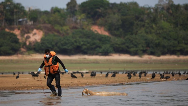 Seorang peneliti dari Institut Pembangunan Berkelanjutan Mamiraua mengambil lumba-lumba mati dari danau Tefe, aliran sungai Solimoes yang terkena dampak suhu tinggi dan kekeringan di Tefe, negara bagian Amazonas, Brasil, 2 Oktober 2023. (REUTERS/Bruno Kelly)