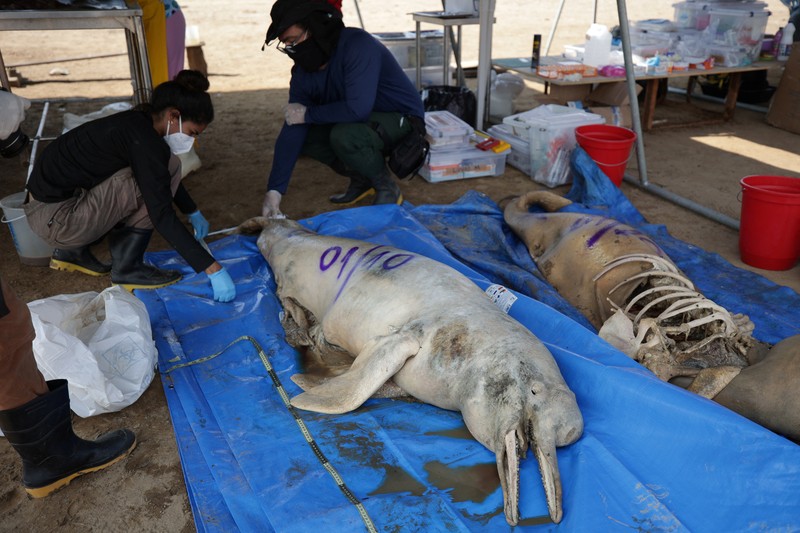Seorang peneliti dari Institut Pembangunan Berkelanjutan Mamiraua mengambil lumba-lumba mati dari danau Tefe, aliran sungai Solimoes yang terkena dampak suhu tinggi dan kekeringan di Tefe, negara bagian Amazonas, Brasil, 2 Oktober 2023. Seorang peneliti dari Institut Pembangunan Berkelanjutan Mamiraua mengambil lumba-lumba mati dari danau Tefe, aliran sungai Solimoes yang terkena dampak suhu tinggi dan kekeringan di Tefe, negara bagian Amazonas, Brasil, 2 Oktober 2023. (REUTERS/Bruno Kelly)