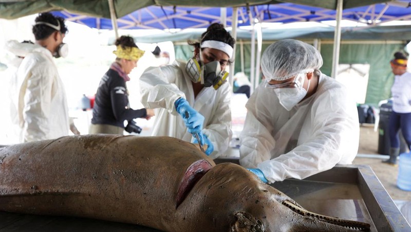 Seorang peneliti dari Institut Pembangunan Berkelanjutan Mamiraua mengambil lumba-lumba mati dari danau Tefe, aliran sungai Solimoes yang terkena dampak suhu tinggi dan kekeringan di Tefe, negara bagian Amazonas, Brasil, 2 Oktober 2023. (REUTERS/Bruno Kelly)