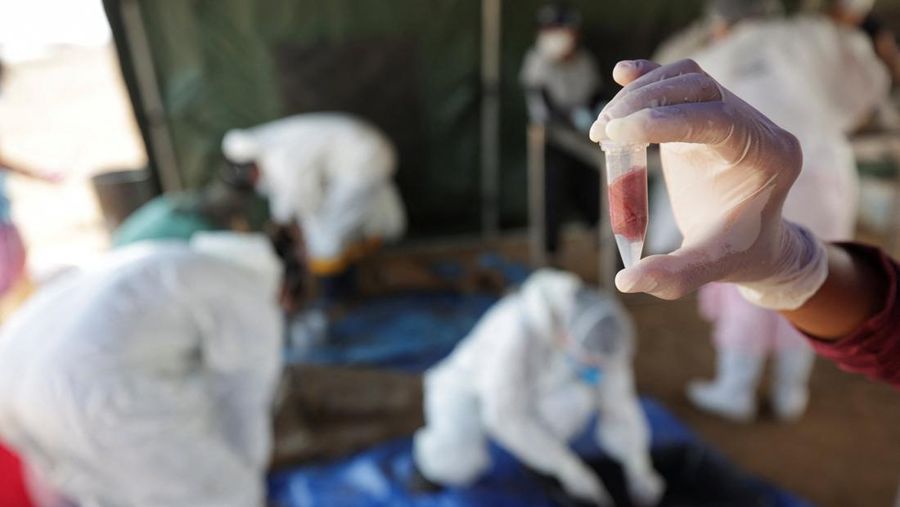 Seorang peneliti dari Institut Pembangunan Berkelanjutan Mamiraua mengambil lumba-lumba mati dari danau Tefe, aliran sungai Solimoes yang terkena dampak suhu tinggi dan kekeringan di Tefe, negara bagian Amazonas, Brasil, 2 Oktober 2023. (REUTERS/Bruno Kelly)