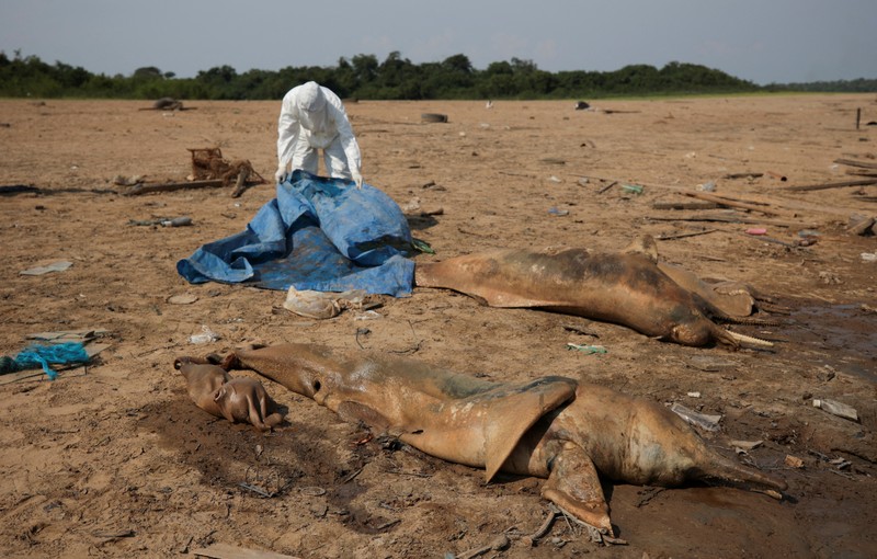 Seorang peneliti dari Institut Pembangunan Berkelanjutan Mamiraua mengambil lumba-lumba mati dari danau Tefe, aliran sungai Solimoes yang terkena dampak suhu tinggi dan kekeringan di Tefe, negara bagian Amazonas, Brasil, 2 Oktober 2023. Seorang peneliti dari Institut Pembangunan Berkelanjutan Mamiraua mengambil lumba-lumba mati dari danau Tefe, aliran sungai Solimoes yang terkena dampak suhu tinggi dan kekeringan di Tefe, negara bagian Amazonas, Brasil, 2 Oktober 2023. (REUTERS/Bruno Kelly)