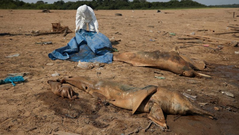 Seorang peneliti dari Institut Pembangunan Berkelanjutan Mamiraua mengambil lumba-lumba mati dari danau Tefe, aliran sungai Solimoes yang terkena dampak suhu tinggi dan kekeringan di Tefe, negara bagian Amazonas, Brasil, 2 Oktober 2023. (REUTERS/Bruno Kelly)