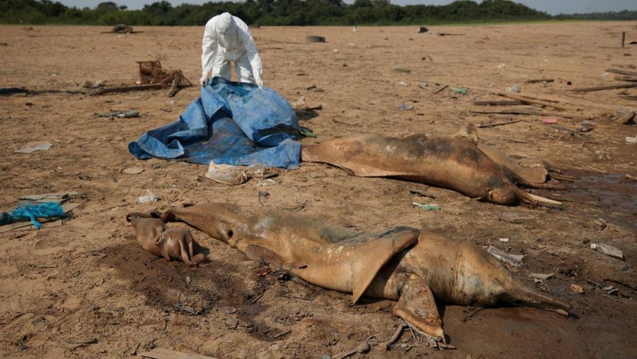 Seorang peneliti dari Institut Pembangunan Berkelanjutan Mamiraua mengambil lumba-lumba mati dari danau Tefe, aliran sungai Solimoes yang terkena dampak suhu tinggi dan kekeringan di Tefe, negara bagian Amazonas, Brasil, 2 Oktober 2023. Seorang peneliti dari Institut Pembangunan Berkelanjutan Mamiraua mengambil lumba-lumba mati dari danau Tefe, aliran sungai Solimoes yang terkena dampak suhu tinggi dan kekeringan di Tefe, negara bagian Amazonas, Brasil, 2 Oktober 2023. (REUTERS/Bruno Kelly)
