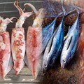 Selain Tuna-Udang, KKP Mau Genjot Ekspor Hasil Laut Ini