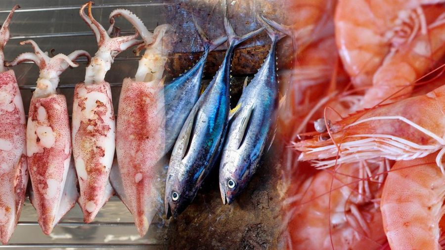 Foto kolase cumi, tuna, dan udang. (Dok. Pixabay)