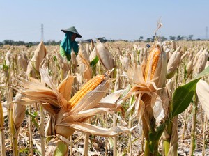 170 Ribu Ton Jagung Impor Tiba di RI Pekan Depan