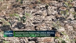 Video: Kekeringan Melanda Bekasi, Picu Gagal Panen