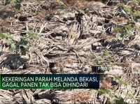 Video: Kekeringan Melanda Bekasi, Picu Gagal Panen