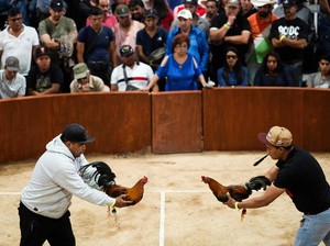 Kenapa Sabung Ayam Dilarang? Ini Sejarah Beserta Hukumnya di Indonesia