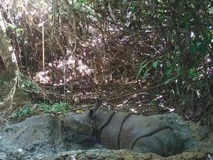 TNUK Tes DNA Tulang Badak Jawa Hasil Perburuan Sunendi