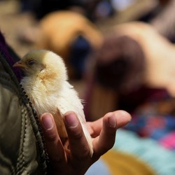Tragis! Pria India Meninggal Usai Telan Anak Ayam Hidup-Hidup
