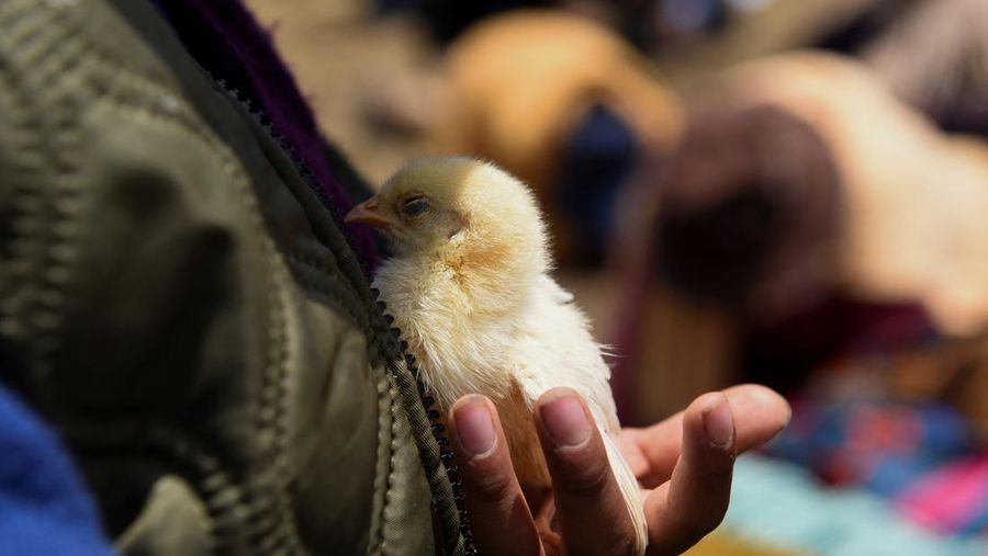 Seorang anak berdoa memohon hujan menggendong seekor anak ayam di dekat bendungan Incachaca, di Incachaca, di pinggiran La Paz, Bolivia 6 Oktober 2023. (REUTERS/Claudia Morales)