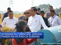 Ditemani Plt Mentan, Jokowi Panen Raya Padi di Subang