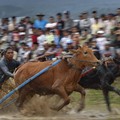 Karapan Sapi Piala Presiden 2023 Ricuh, Penonton Bawa Sajam