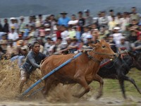Karapan Sapi Piala Presiden 2023 Ricuh, Penonton Bawa Sajam