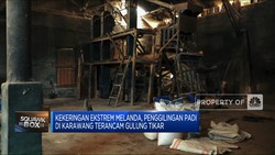 Penggilingan Padi di Karawang Terancam Bangkrut Karena Ini!