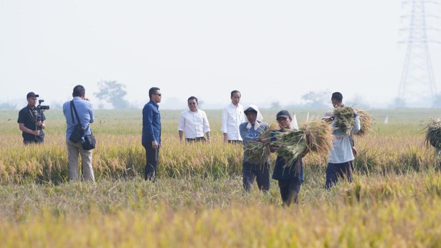 Presiden Joko Widodo didampingi Kepala Bapanas/Plt. Menteri Pertanian saat meninjau panen di padi di Subang, Minggu (8/10/2023). (Dok: Humas Bapanas)