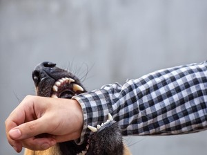 43 Pemburu Diperiksa Polisi Buntut Bocah Jasinga Tewas Diserang Anjing