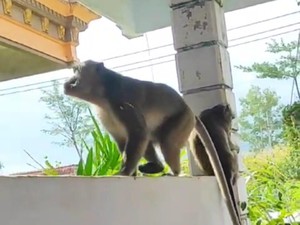 Viral Pemotor Tabrak Monyet di Jembatan Kali Pentung Patuk, Ini Kata Polisi