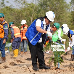 Bukit Asam Kembangkan Energi Biomassa dari Kaliandra Merah