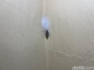 Bahaya Gatal Kamitetep: Lokasi Sarang dan Cara Mengatasinya