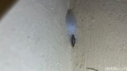 Pakar UGM Ungkap Fakta Kamitetep, Begini Efeknya Bila Tak Sengaja Tersentuh