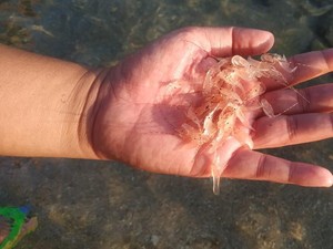 KKP Bantah Buka Keran Ekspor Benur Lobster Berkedok Budidaya