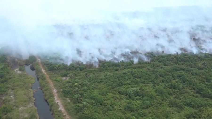 Kebakaran hutan (Dok: Istimewa)