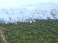10 Negara yang Paling Banyak Kehilangan Hutan Tropis, RI Juara 2