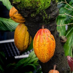 Cokelat RI: Kena Dendam Eropa, Kini Juga Terancam El Nino