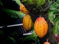 Cokelat RI: Kena Dendam Eropa, Kini Juga Terancam El Nino