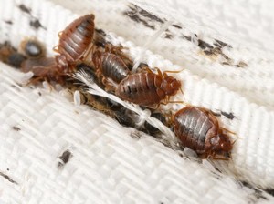 5 Tanda Kutu Busuk Bersarang di Rumah Menurut Dosen UM Surabaya, Yuk Waspada!